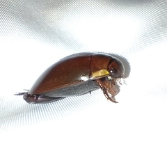 Megadytes