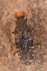Tephritidae