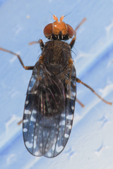 Tephritidae