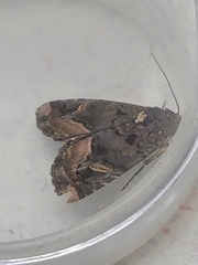 Homophoberia apicosa