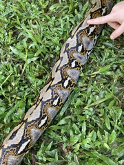 Malayopython reticulatus