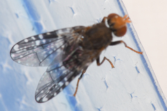 Tephritidae