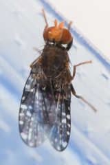 Tephritidae