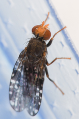 Tephritidae