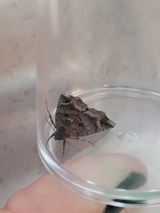Homophoberia apicosa