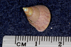 Cantharidus opalus