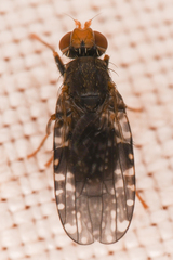 Tephritidae
