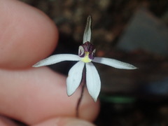 Caladenia saccharata