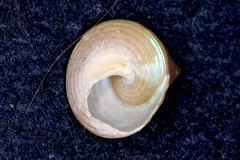 Cantharidus opalus