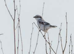 Lanius excubitor