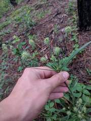 Cyperus plukenetii