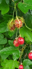 Passiflora ciliata