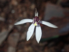 Caladenia saccharata