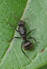 Myrmobrachys