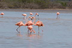 Phoenicopterus ruber
