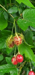 Passiflora ciliata