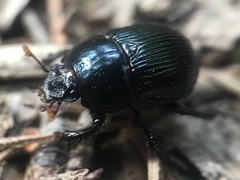 Geotrupes balyi