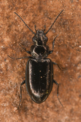Bembidion