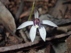 Caladenia saccharata