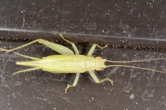 Cyrtoxipha columbiana