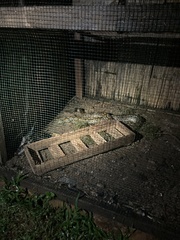 Malayopython reticulatus