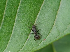 Myrmobrachys