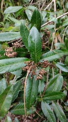 Caldcluvia paniculata