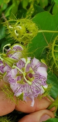 Passiflora ciliata