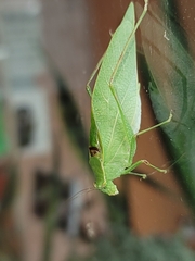 Microcentrum retinerve