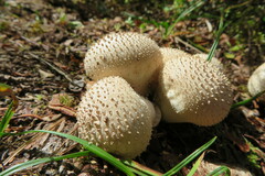 Lycoperdon echinatum