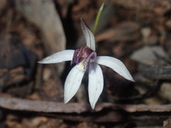 Caladenia saccharata