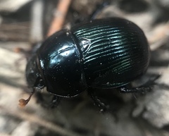Geotrupes balyi