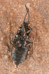 Microedus fenderi