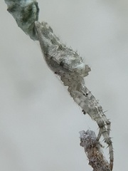 Allocyclosa bifurca