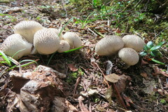 Lycoperdon echinatum
