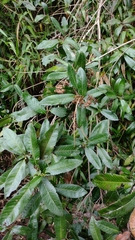 Caldcluvia paniculata