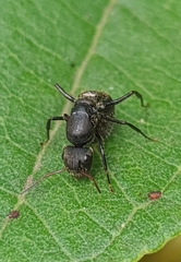 Myrmobrachys