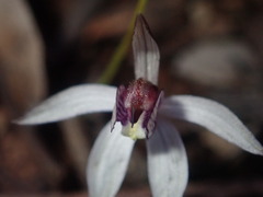 Caladenia saccharata