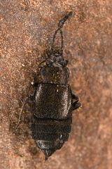 Microedus fenderi