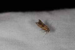Pigritia