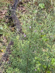 Westringia eremicola