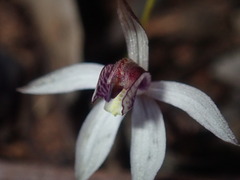 Caladenia saccharata