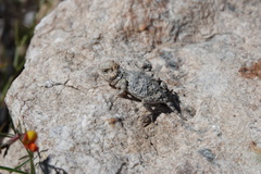 Phrynosoma hernandesi