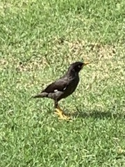 Acridotheres javanicus