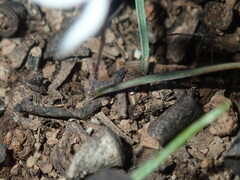Caladenia saccharata