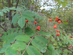 Sorbus aucuparia