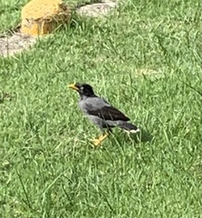 Acridotheres javanicus