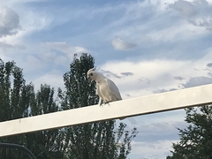 Cacatua sanguinea