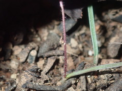 Caladenia saccharata