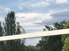 Cacatua sanguinea